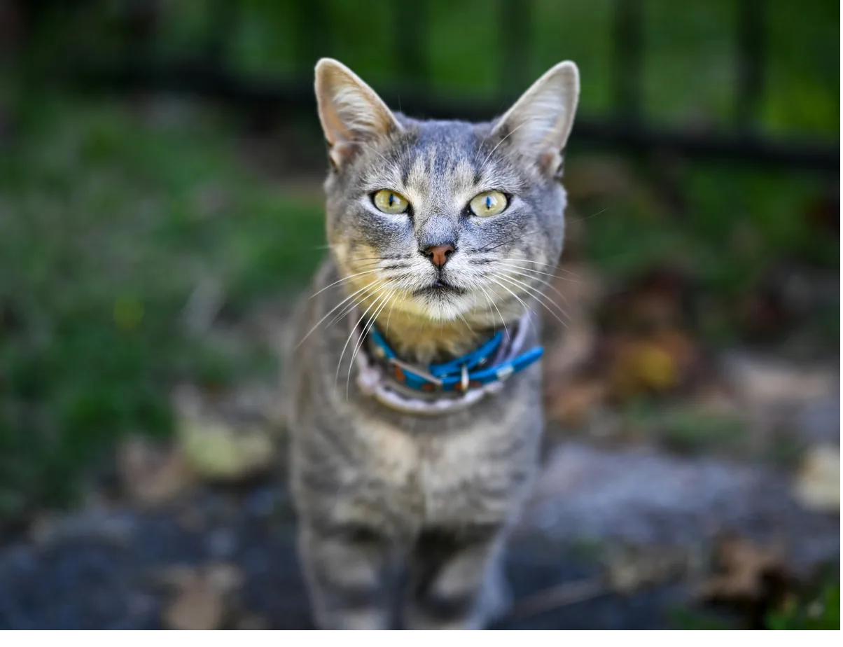 Chat tigré au collier bleu